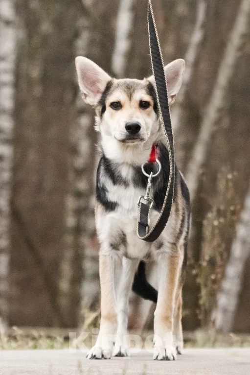 Собаки в Москве: Джокер в добрые руки Мальчик, Бесплатно - фото 1