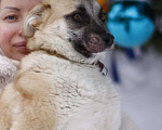 Собаки в Балашихе: Небольшая ручная ласковая собачка 1 г. из приюта Девочка, Бесплатно - фото 10