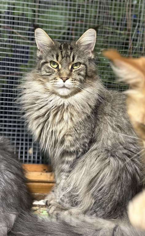 Кошки в Дедовске: Скромная Надин Девочка, 990 руб. - фото 3