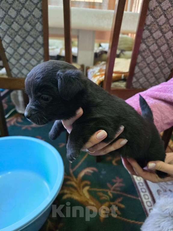 Собаки в Курганинске: Отдам в добрые руки щенков Мальчик, Бесплатно - фото 2