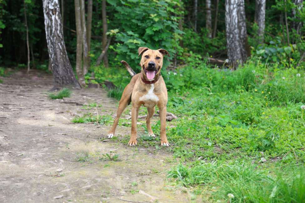 Собаки в других городах Московской области: Вандам Мальчик, Бесплатно - фото 2