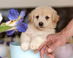 Собаки в Москве: Белые щенки от болонки и вельш корги в добрые руки Девочка, Бесплатно - фото 6