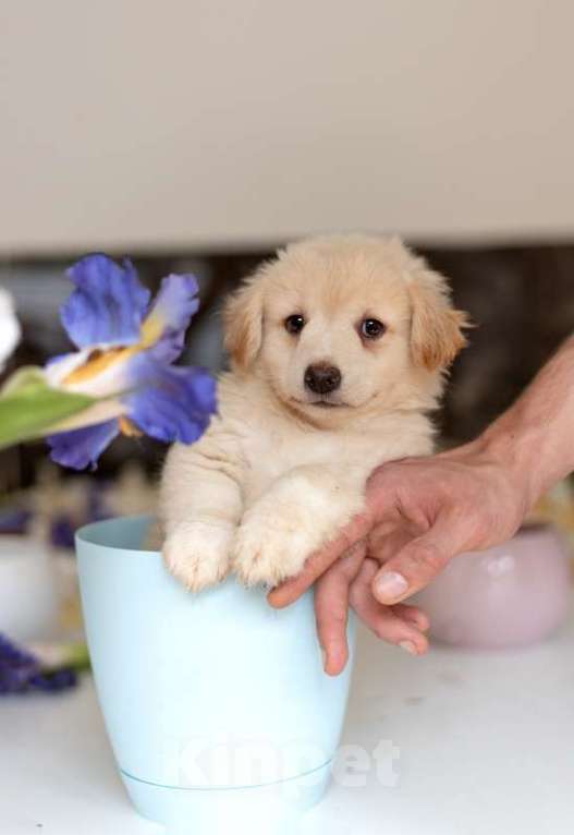 Собаки в Москве: Белые щенки от болонки и вельш корги в добрые руки Девочка, Бесплатно - фото 6