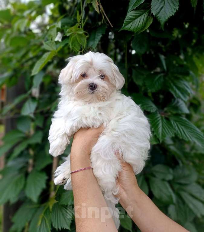 Собаки в Ковровом: Мальтезе РКФ Мальчик, 35 000 руб. - фото 3