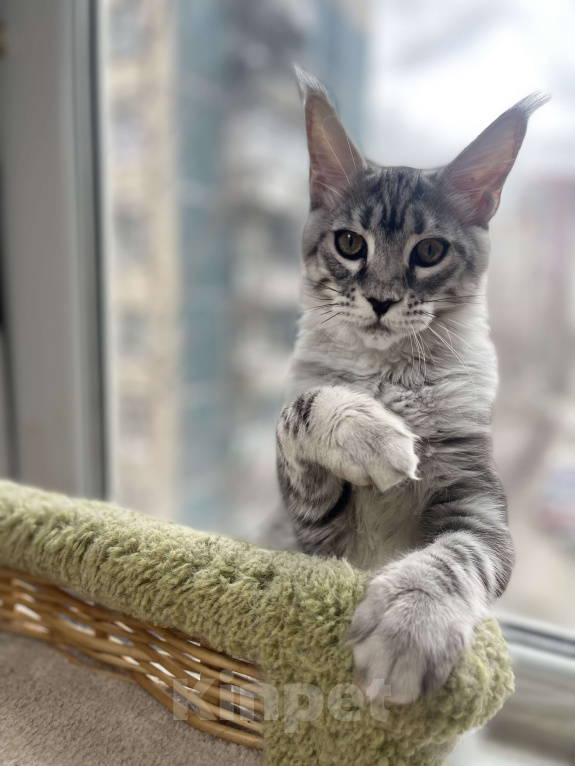 Кошки в Санкт-Петербурге: Деми Мур Девочка, 50 000 руб. - фото 4