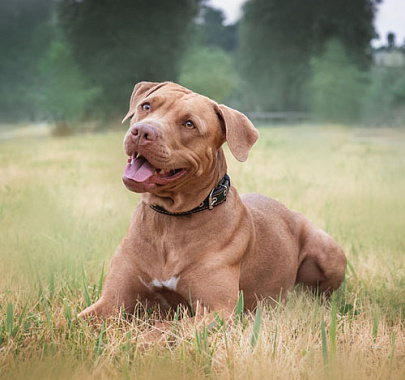 Питбуль (американский питбультерьер)