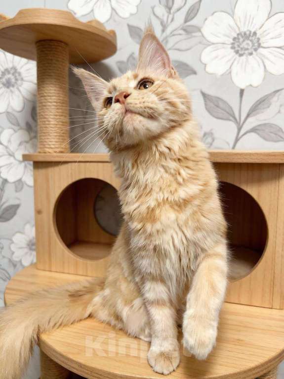 Кошки в Москве: Котенок мейн кун Девочка, Бесплатно - фото 2