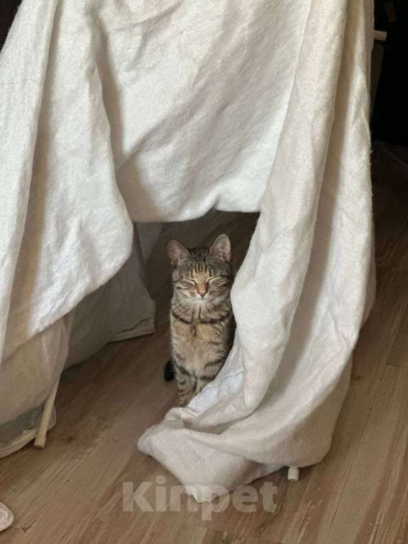 Кошки в Санкт-Петербурге: Кошечка с изюминкой Девочка, Бесплатно - фото 4