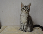 Кошки в Санкт-Петербурге: Котенок мейн-кун черный мрамор на серебре Девочка, 65 000 руб. - фото 4