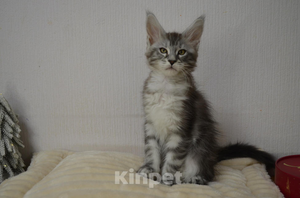 Кошки в Санкт-Петербурге: Котенок мейн-кун черный мрамор на серебре Девочка, 65 000 руб. - фото 4
