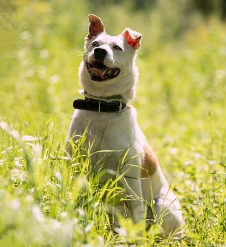 Собаки в Москве: Помогите Рэю обрести семью! Мальчик, Бесплатно - фото 2