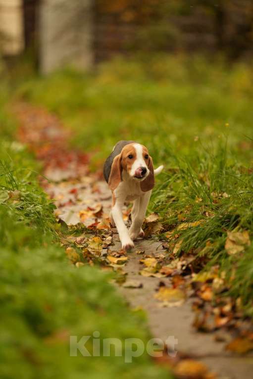 Собаки в других городах Московской области: Кобель гончей хочет домой Мальчик, 19 000 руб. - фото 3