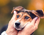 Собаки в Москве: Домашний щенок в добрые руки Мальчик, 1 руб. - фото 1