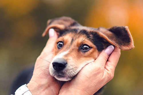 Объявление: Домашний щенок в добрые руки, 1 руб., Москва