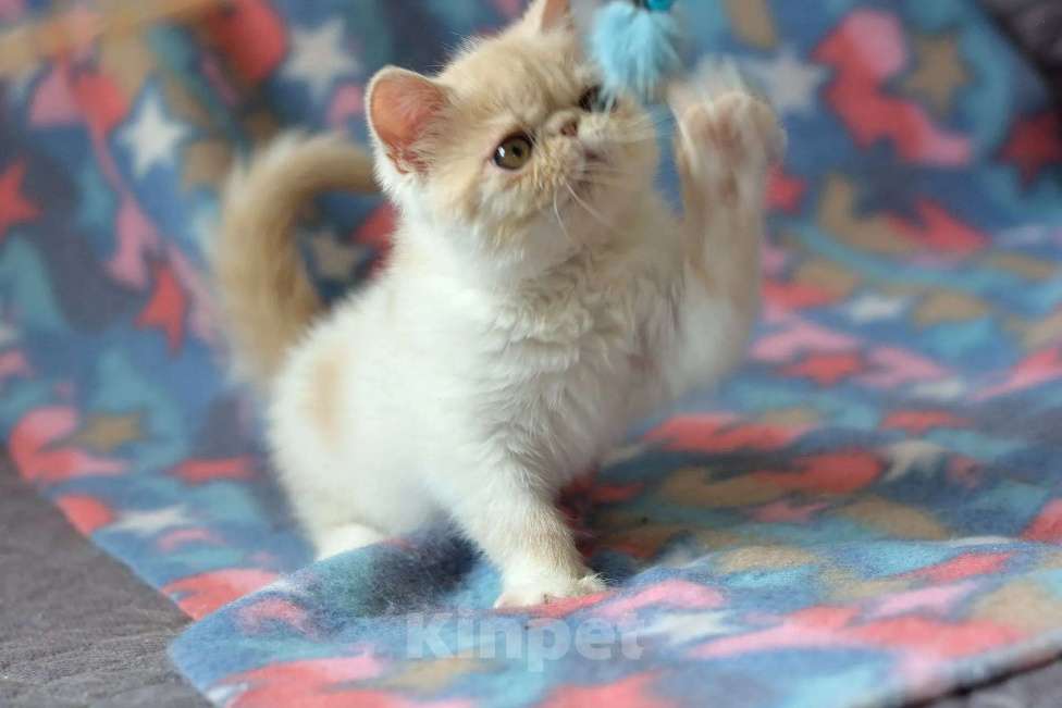 Кошки в Кемерово: Котята экзотики Мальчик, 30 000 руб. - фото 4