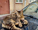 Кошки в Санкт-Петербурге: Кошка Муся в добрые руки Девочка, Бесплатно - фото 1
