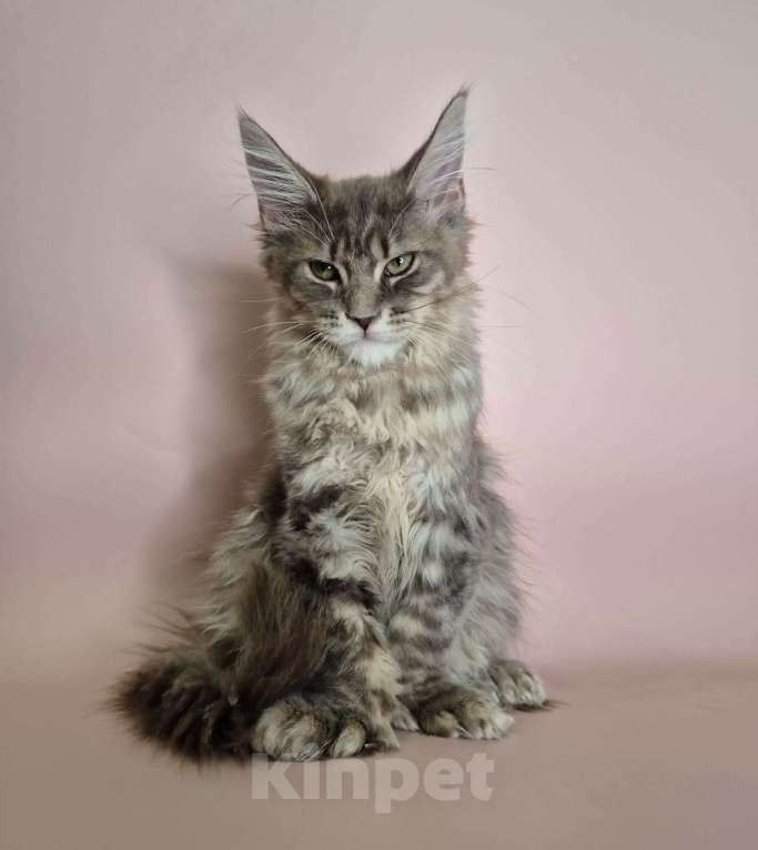 Кошки в Ставрополе: Котик красавиц.  Мальчик, 40 000 руб. - фото 3