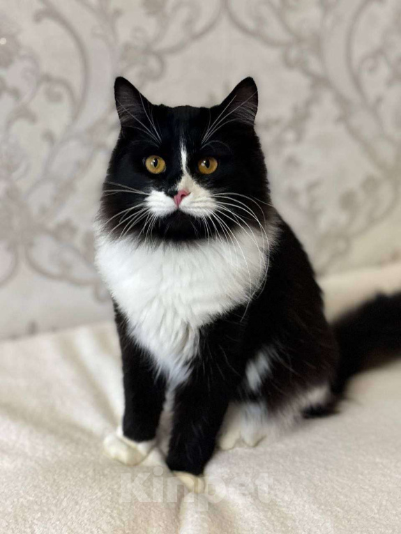 Кошки в Москве: А не хотите ли вы завести Бонифация? Мальчик, Бесплатно - фото 4