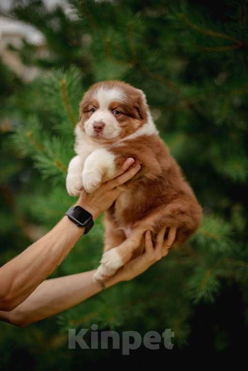 Собаки в Москве: Щенок Австралийской овчарки  Мальчик, 50 000 руб. - фото 3