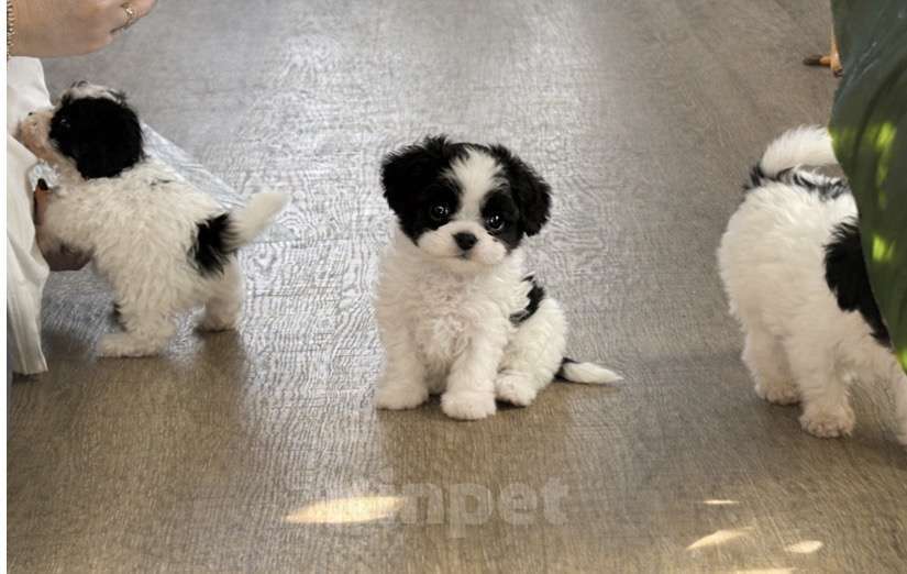 Собаки в Москве: Тикап пудель Девочка, 250 000 руб. - фото 3