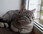 Кошки в Санкт-Петербурге: Милейший котенок ищет дом! Девочка, Бесплатно - фото 2