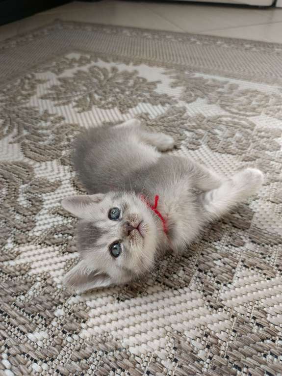 Кошки в других городах Московской области: Шотландский котенок девочка Девочка, 13 000 руб. - фото 1