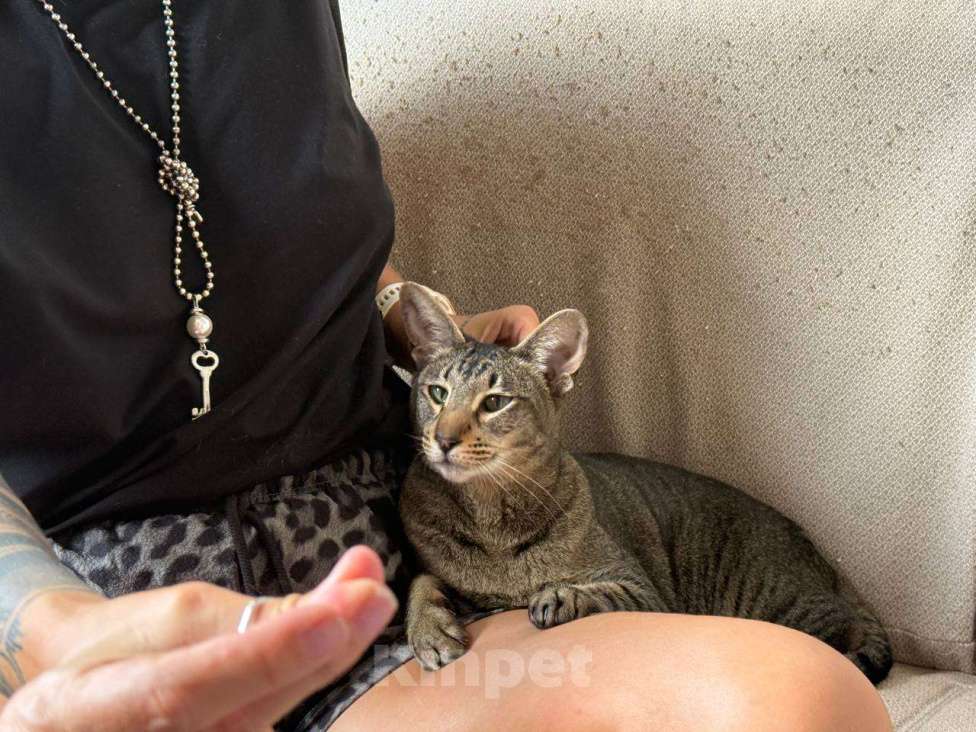 Кошки в Москве: Ориентальная кошка ищет новый дом Девочка, 1 руб. - фото 5