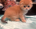 Кошки в других городах Московской области: Золотая вислоухая кошечка Девочка, 45 000 руб. - фото 2
