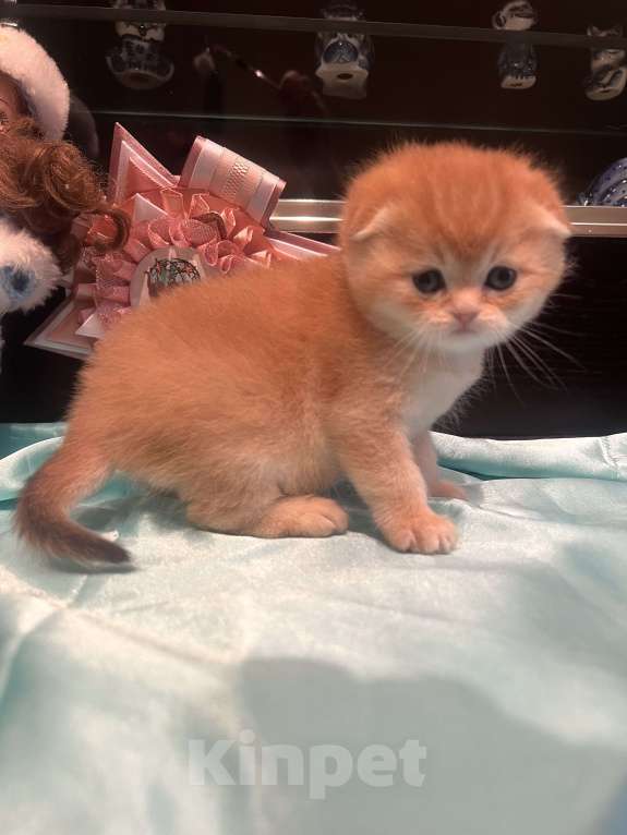 Кошки в других городах Московской области: Золотая вислоухая кошечка Девочка, 45 000 руб. - фото 2