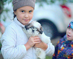 Собаки в Москве: Крошечная мини девочка Девочка, 35 000 руб. - фото 1