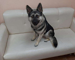 Собаки в Новосибирске: Рексик добрый, 1 руб. - фото 3