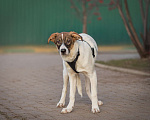 Собаки в Москве: Молодая девочка из приюта Барбора Девочка, 10 руб. - фото 6