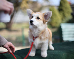 Собаки в Донецке: Продаются щенки вельш корги пемброк Мальчик, 70 000 руб. - фото 1