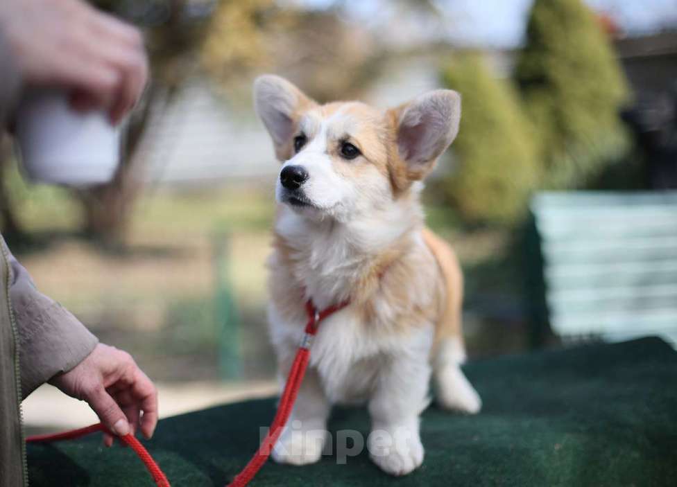 Собаки в Донецке: Продаются щенки вельш корги пемброк Мальчик, 70 000 руб. - фото 1