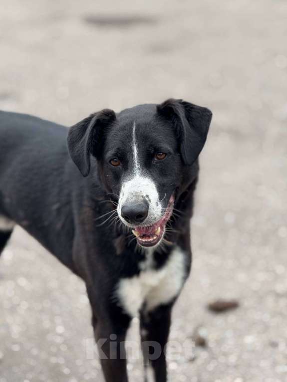 Собаки в Москве: Поляк  Мальчик, Бесплатно - фото 8