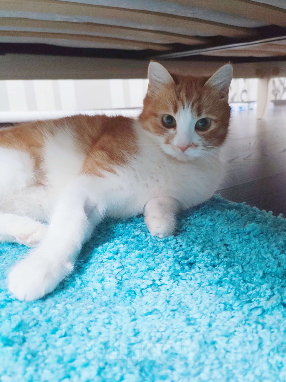 Кошки в Туле: Трогательная Сима ищет СВОЙ дом Девочка, Бесплатно - фото 7