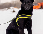 Собаки в Москве: Миниатюрный щенок в поисках дома Девочка, Бесплатно - фото 3