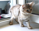 Кошки в Куровском: Котята даром в добрые руки Разнополые, Бесплатно - фото 2