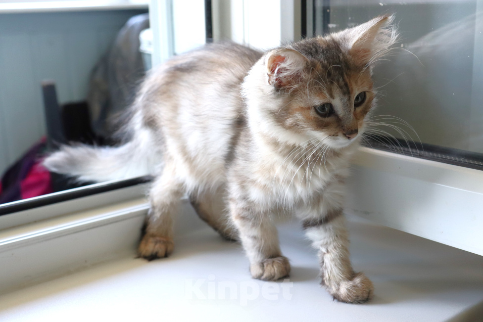Кошки в Куровском: Котята даром в добрые руки Разнополые, Бесплатно - фото 2