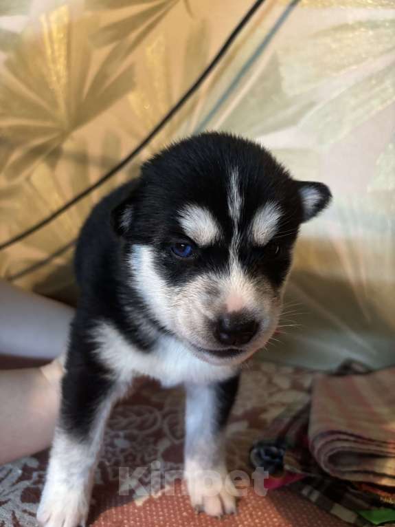 Собаки в Ярославле: Шенки сибирскикой хаски  Мальчик, 7 500 руб. - фото 1