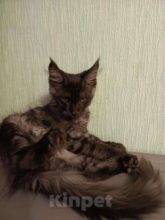 Кошки в Санкт-Петербурге: котенок мейн-кун# Мальчик, 45 000 руб. - фото 2