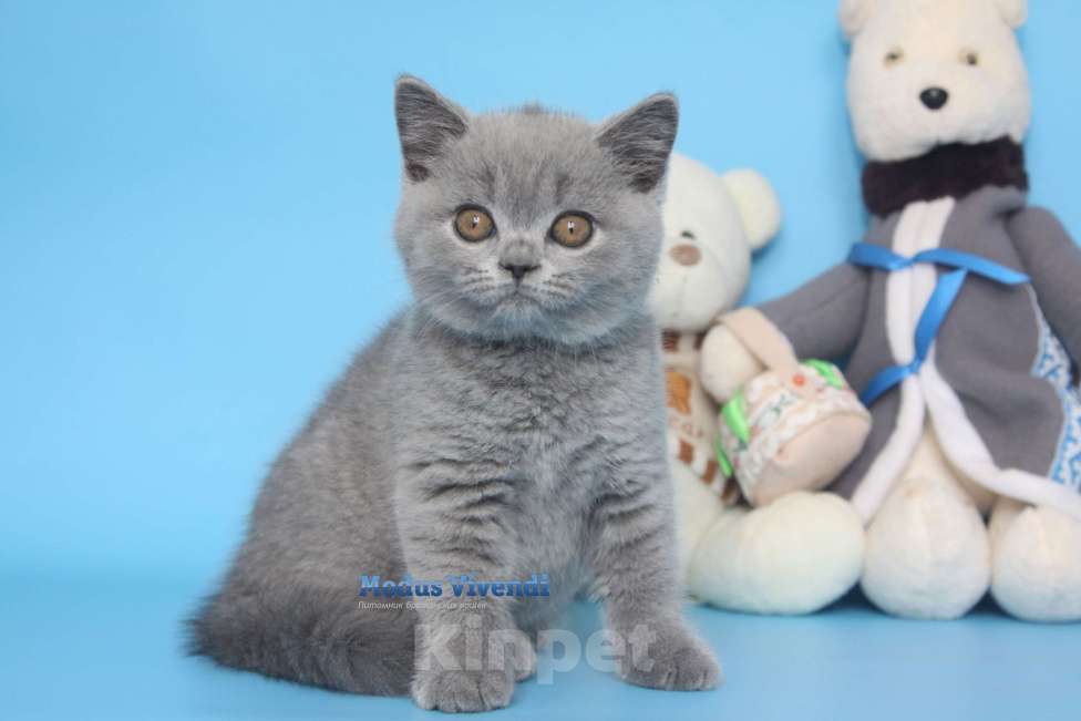 Кошки в Москве: Шикарный британский малыш Мальчик, 60 000 руб. - фото 2