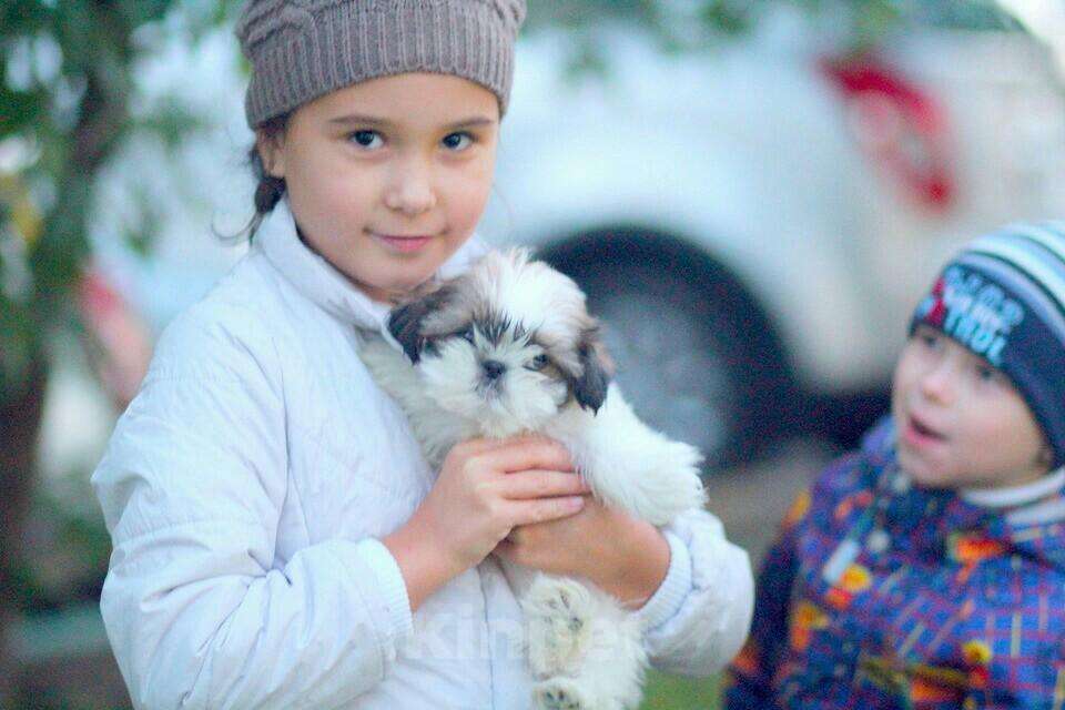 Собаки в Москве: Крошечная мини девочка Девочка, 35 000 руб. - фото 1