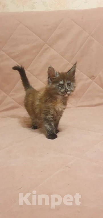 Кошки в Сочи: МЕЙН-КУН КОТЯТА Девочка, 60 000 руб. - фото 1