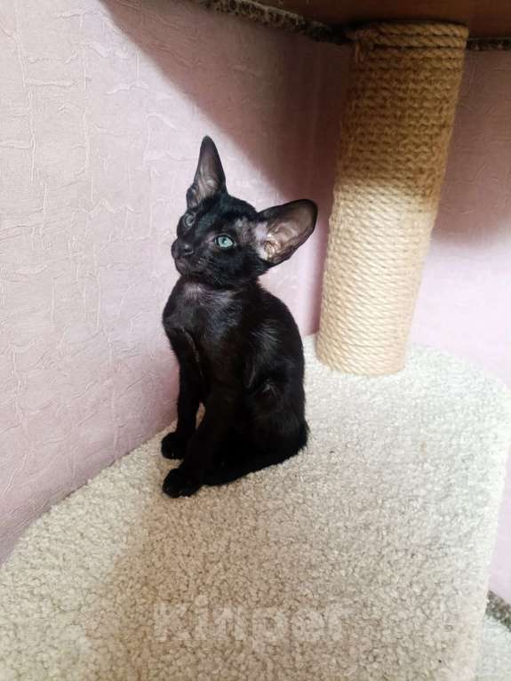 Кошки в Екатеринбурге: Ориентальные котята Разнополые, 20 000 руб. - фото 4