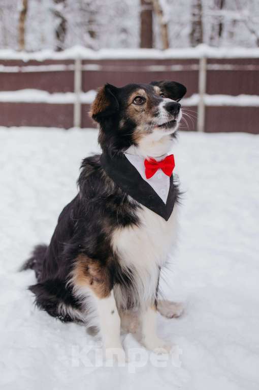 Собаки в Мытищах: Привет. Меня зовут Шарик Мальчик, Бесплатно - фото 4