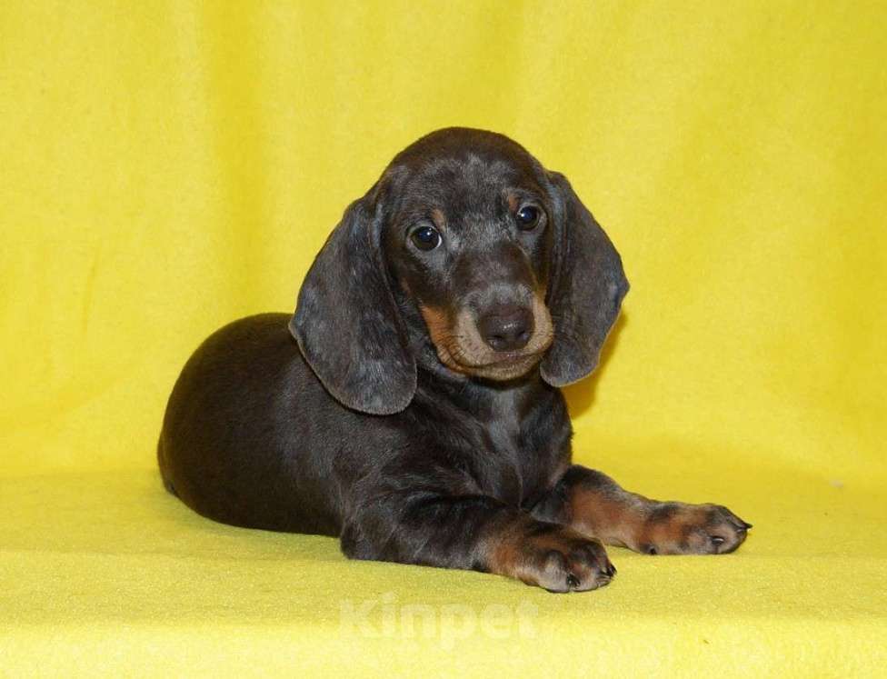 Собаки в Иваново: Такса стандартная г-ш. РКФ Мальчик, Бесплатно - фото 8