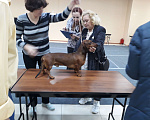 Собаки в Протвино: Такса стандартная гладкошерстная. Вязка Мальчик, Бесплатно - фото 4