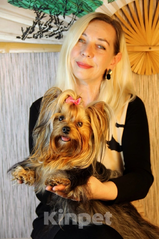 Собаки в Орле: Породная девочка мини от титулованных производителей  Девочка, 50 000 руб. - фото 1