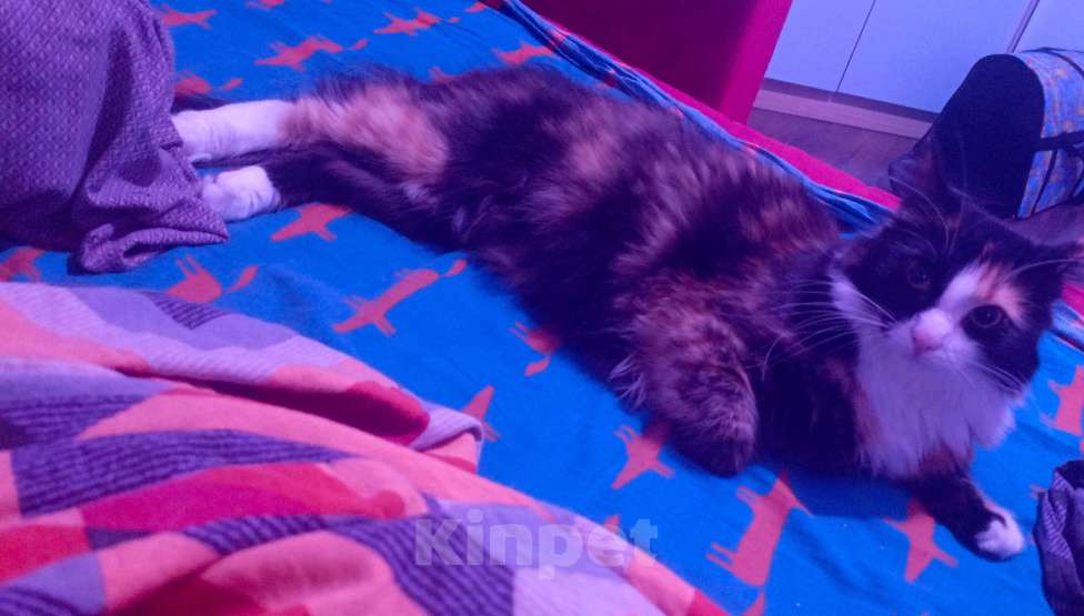 Кошки в Санкт-Петербурге: Срочно отдаться кошка Девочка, Бесплатно - фото 2